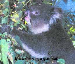 Koala Gallery